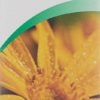 VOGEL AtroGel Arnica montana Tb 100 ml – Bild 2