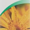 VOGEL AtroGel Arnica montana Tb 100 ml