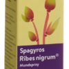 SPAGYROS Ribes nigrum Mundspray D 1 30 ml – Bild 3