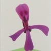 UMCKALOABO Sirup Fl 100 ml