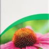 VOGEL Echinaforce Resistenz Erkält Tropfen 50 ml – Bild 2